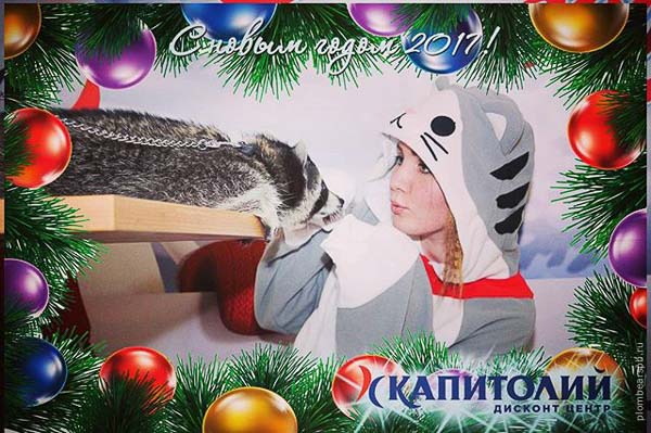 Енот с котом аниматор с животным в Капитолий на Новогодние праздники